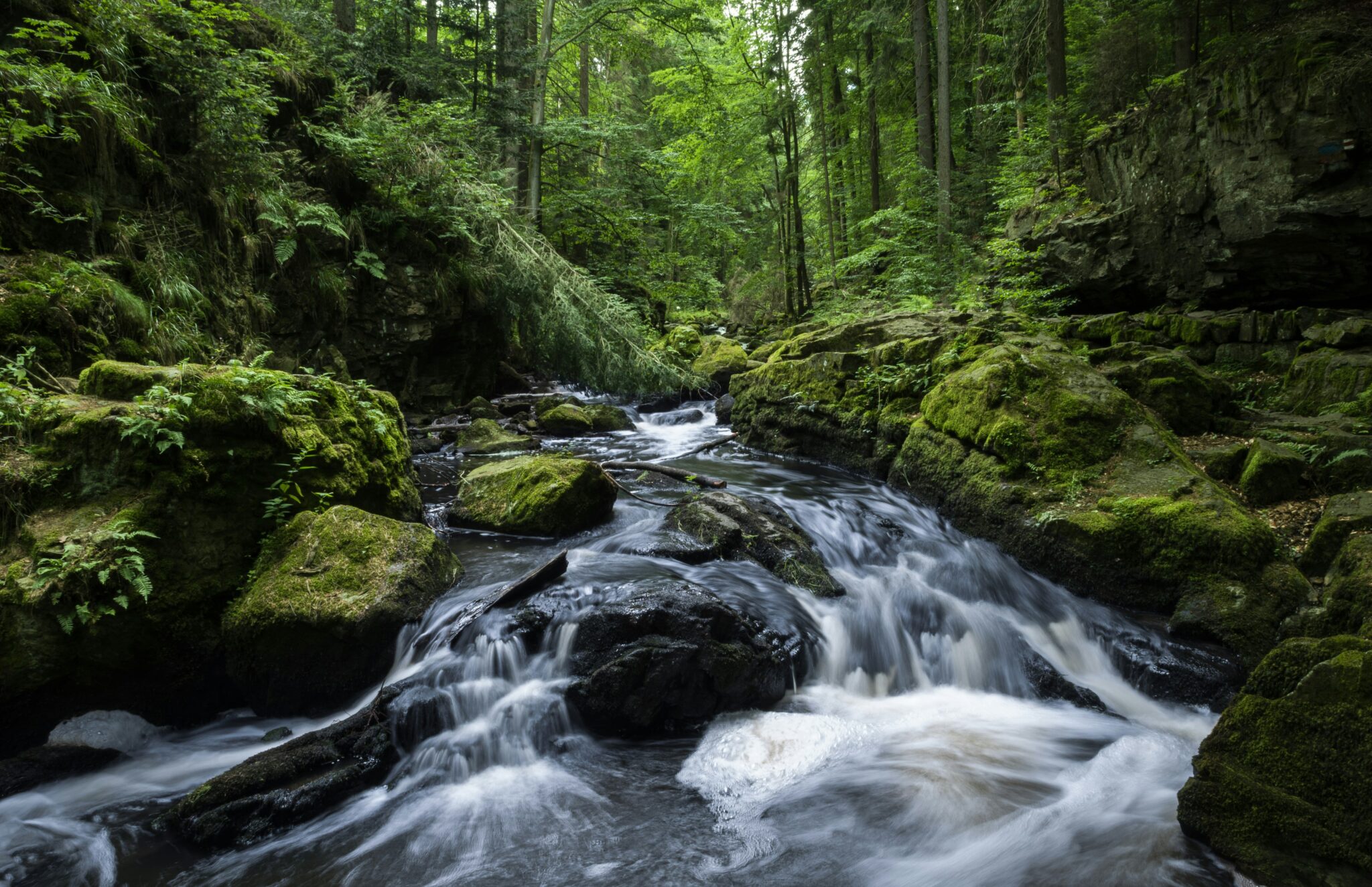 freebie risorse gratuite